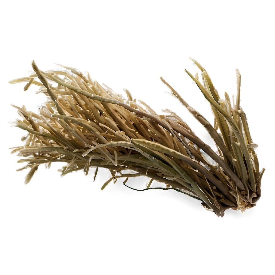 Parched Grass Png Rqv