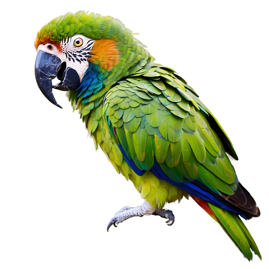 Parrot Mimicry Png 98