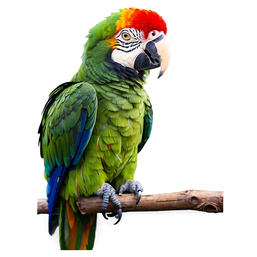 Parrot Profile View Png 19