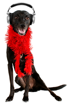 Party Dogwith Headphonesand Boa