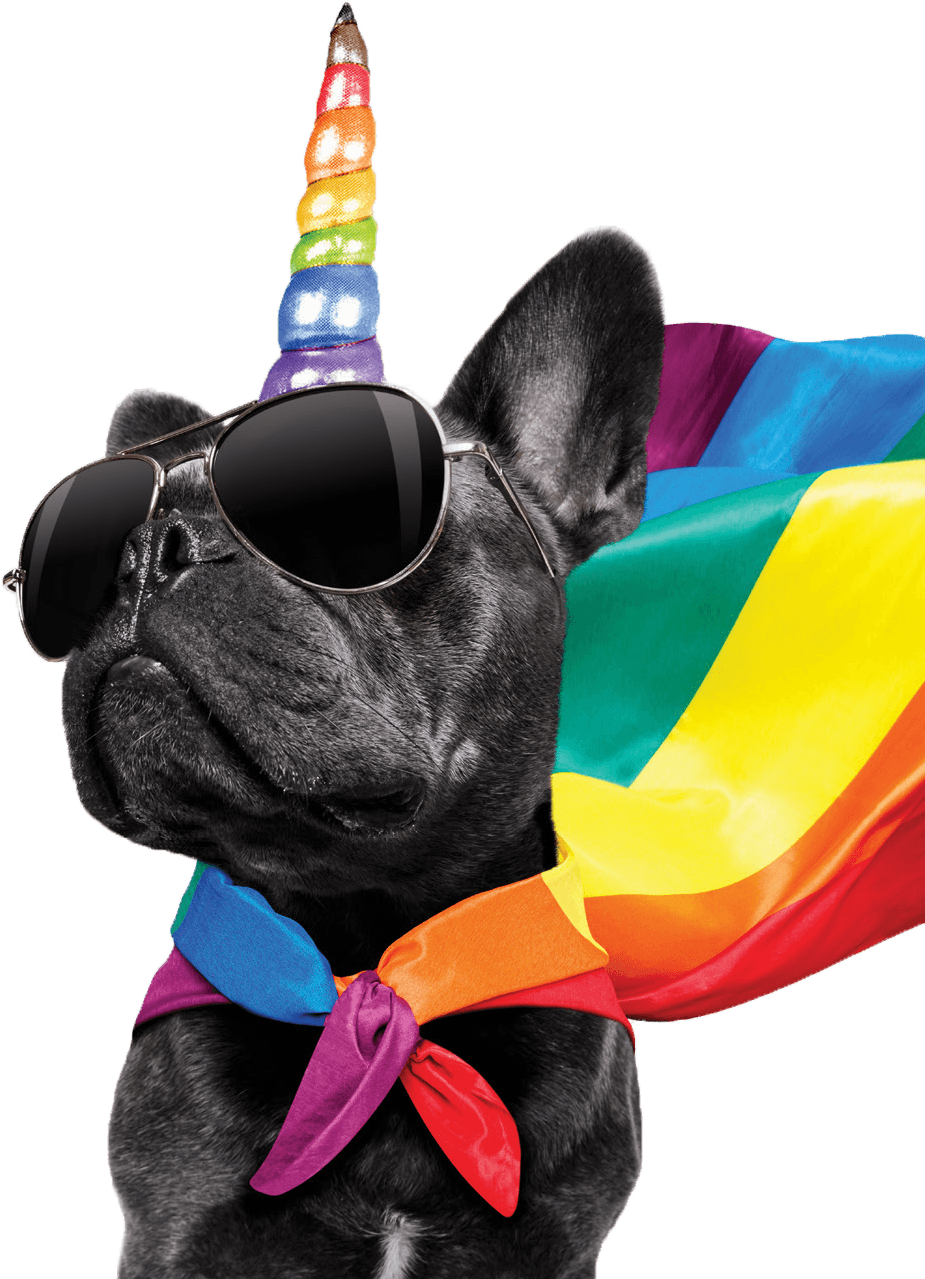 Party French Bulldog Rainbow Hat Sunglasses