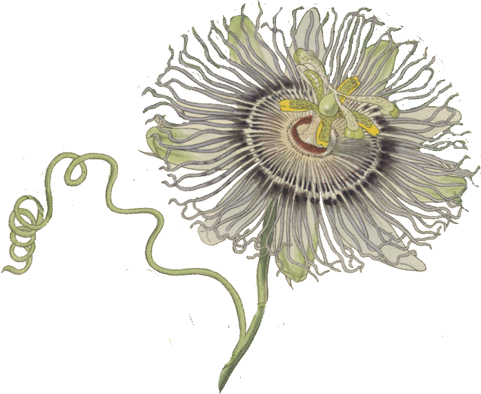 Passion Flower Illustration