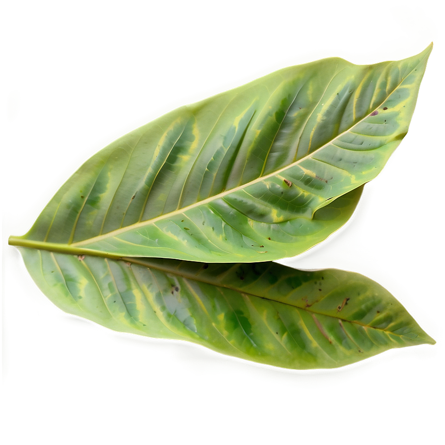 Pastel Leaves Png Uve