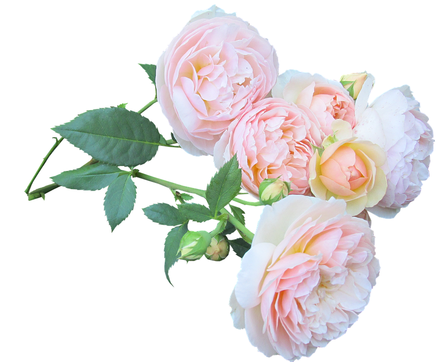 Pastel Rose Bouquet Transparent Background