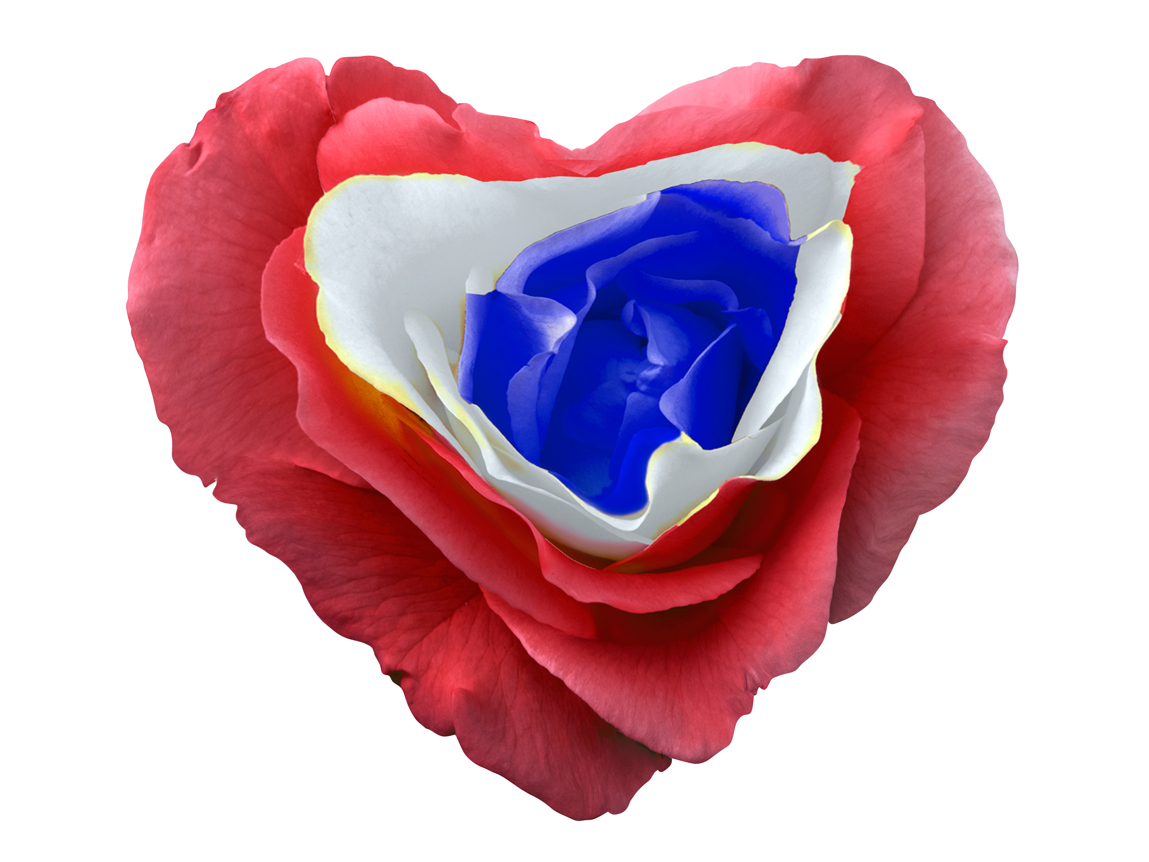 Patriotic Rose Heart Shaped Petals