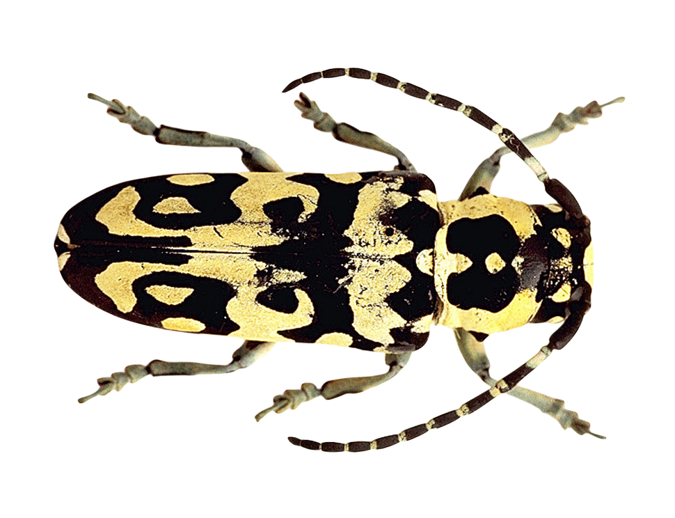 Patterned Beetle Illustration