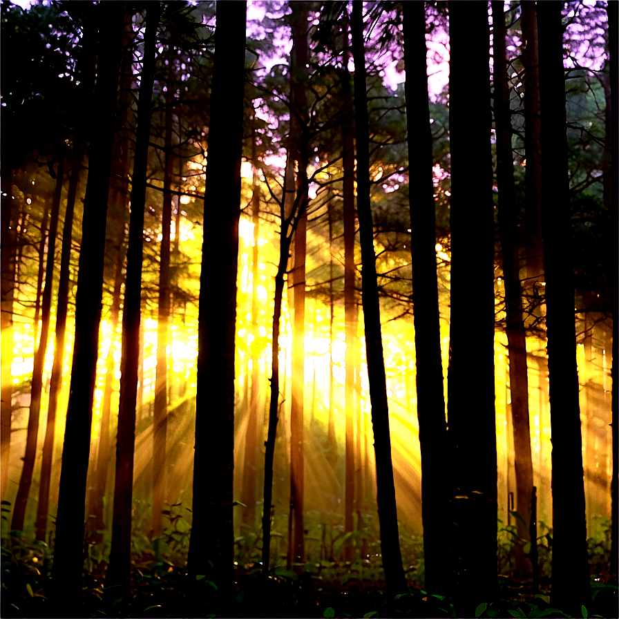 Peaceful Woods Sunbeam Png 86