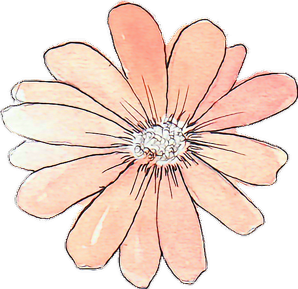 Peach Colored Sketch Flower.png