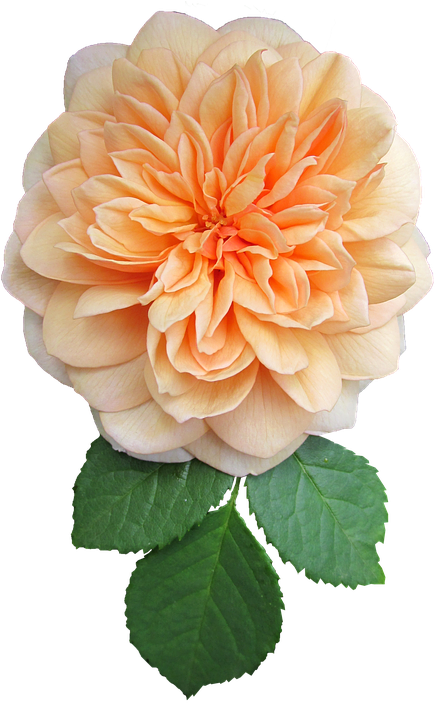 Peach Dahlia Bloom