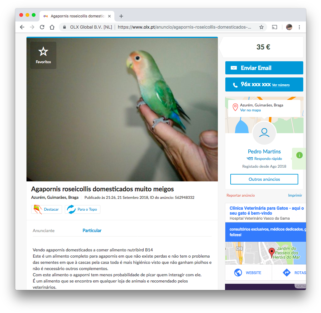 Peach Faced Budgie On Hand.jpg