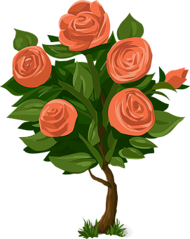 Peach Roses Illustration