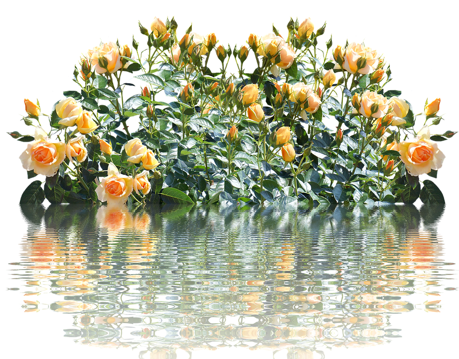 Peach Roses Reflection Water