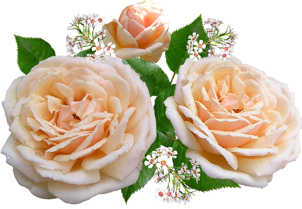 Peach Roses Transparent Background