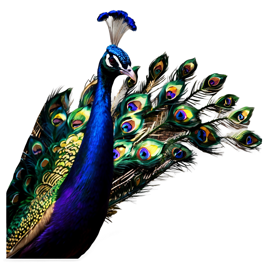 Peacock A