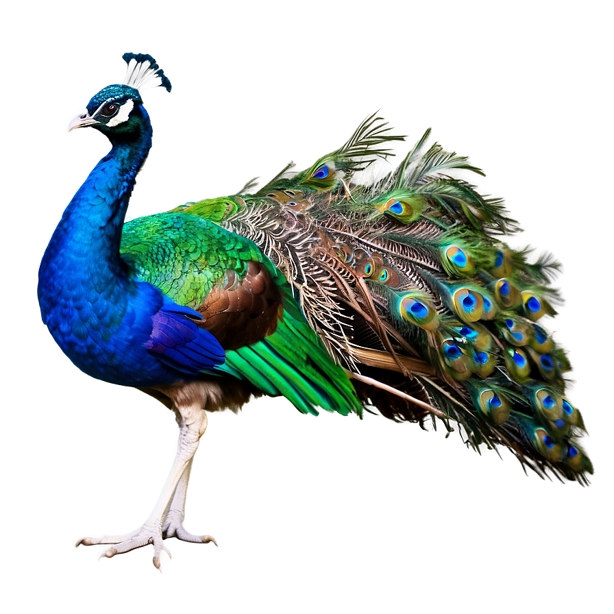 Peacock And Peahen Png 06232024