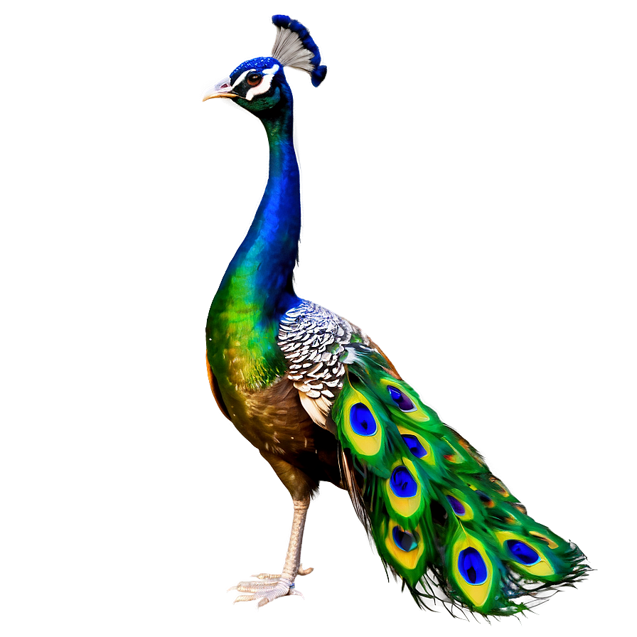 Peacock C