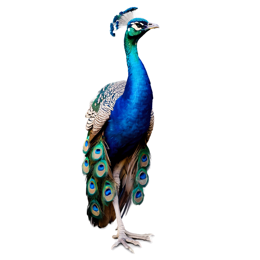 Peacock Dance Pose Png Sgu