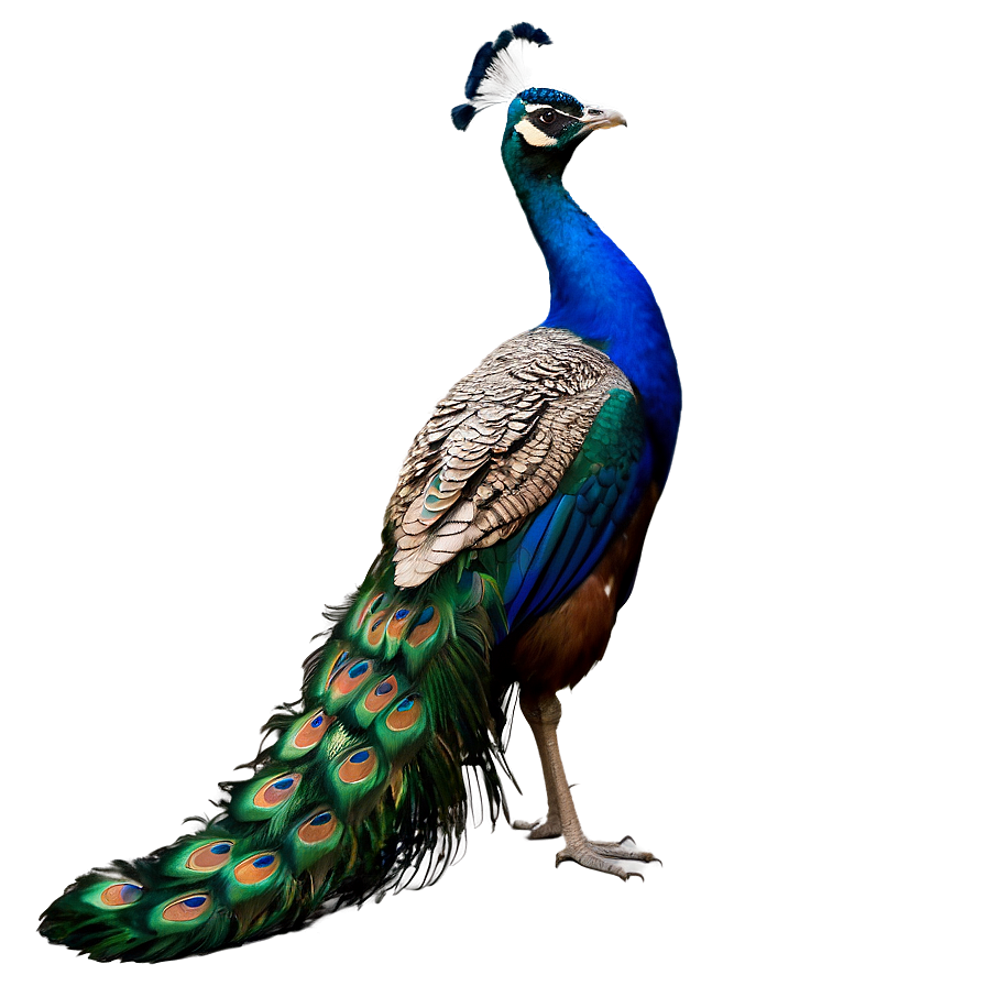 Peacock Displaying Feathers Png Wwr93