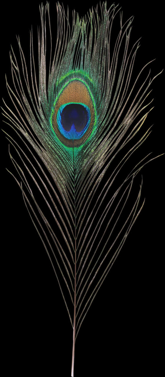 Peacock Feather Elegance.jpg