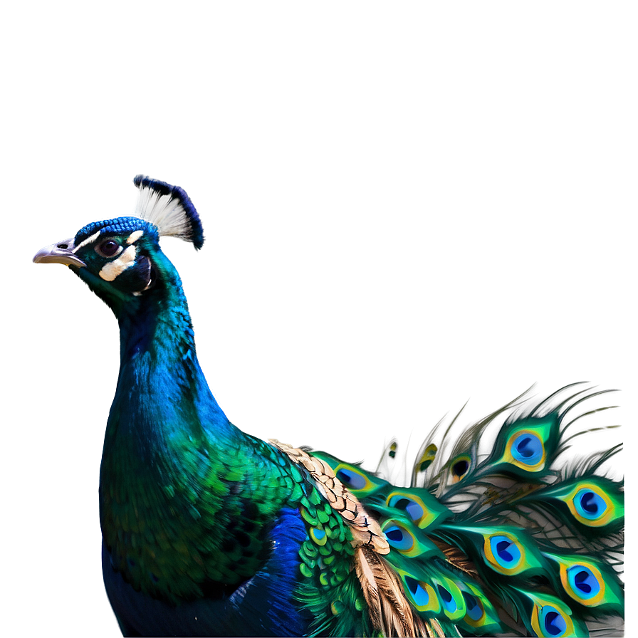 Peacock Illustration Png 34