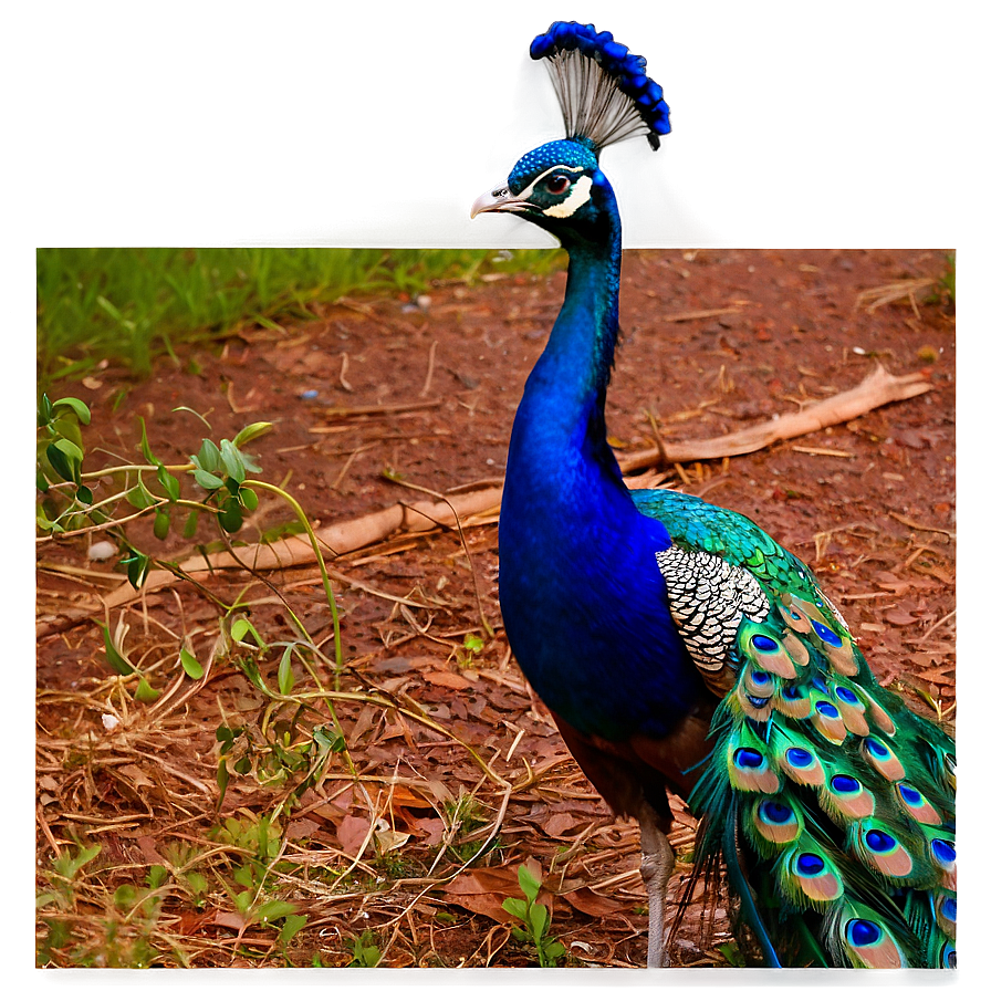 Peacock In Nature Png Bde57