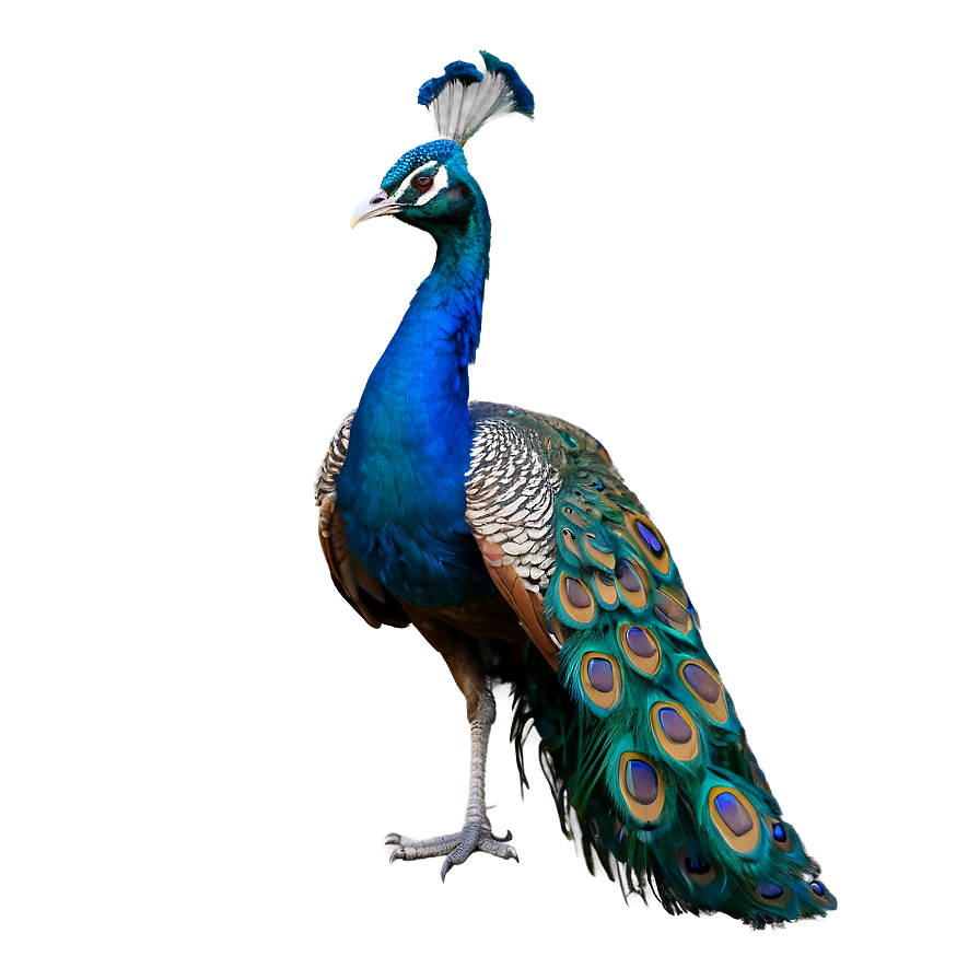 Peacock In Wild Png 06232024