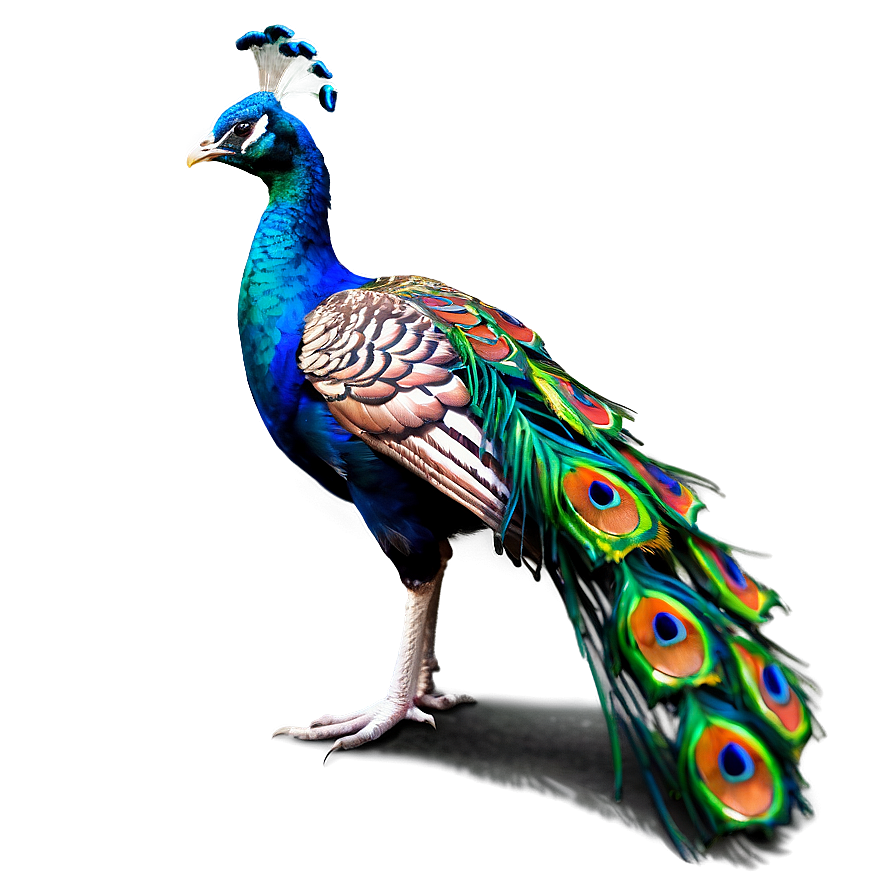 Peacock Profile Side View Png Ehq13