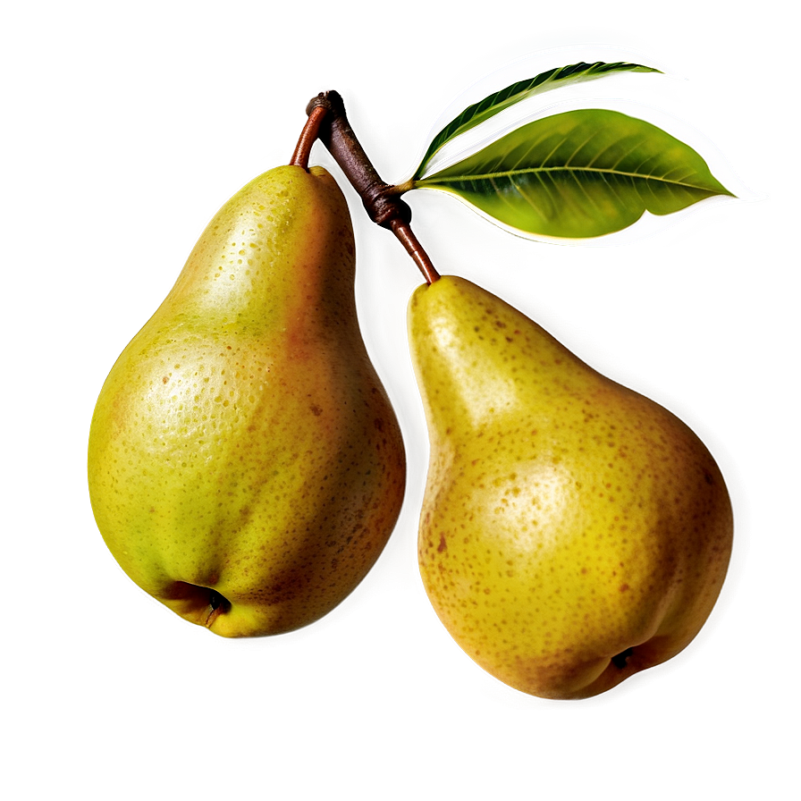 Pear Branch Png Egq