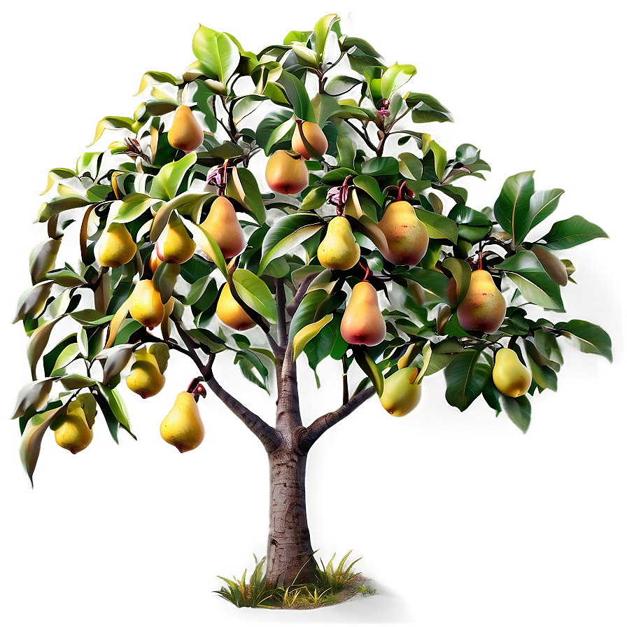 Pear Tree Png 48