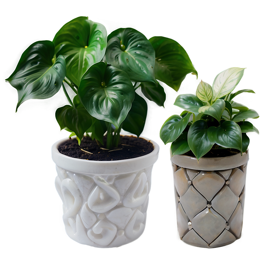 Pearl And Jade Pothos Differences Png 06272024