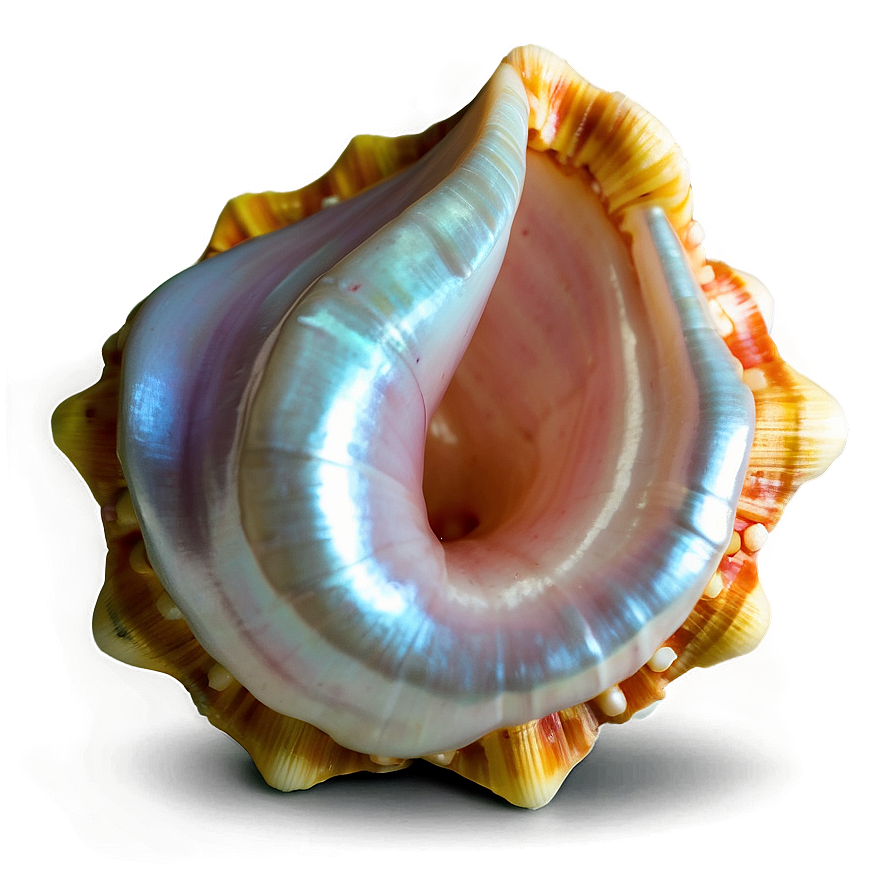 Pearl In Conch Shell Png Det