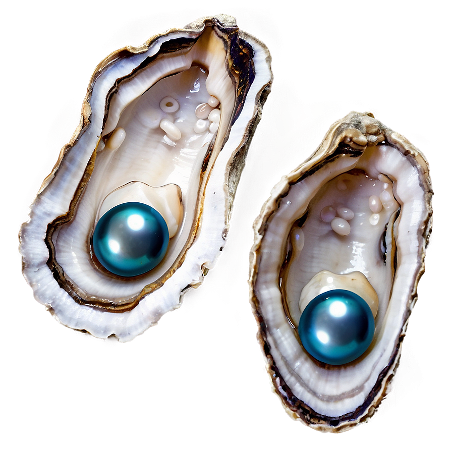 Pearl In Oyster Png 17