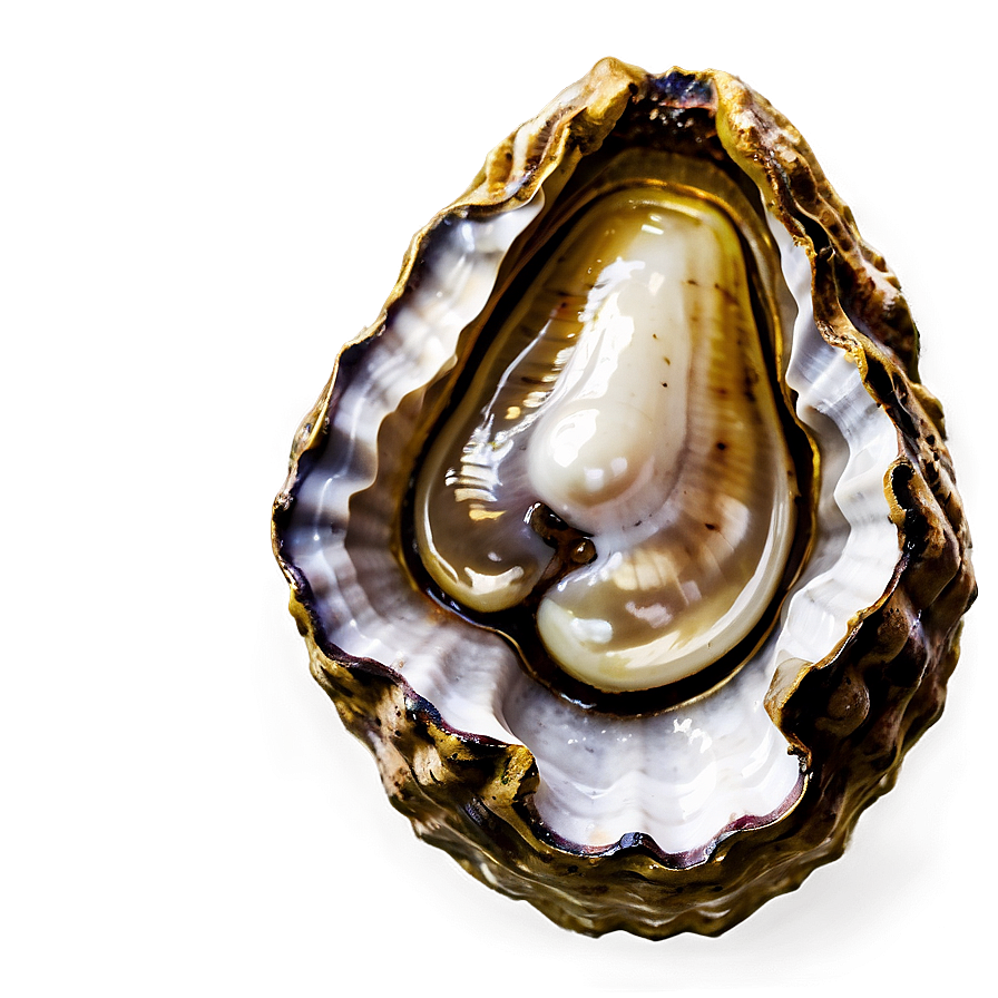 Pearl Oyster Png Gvh