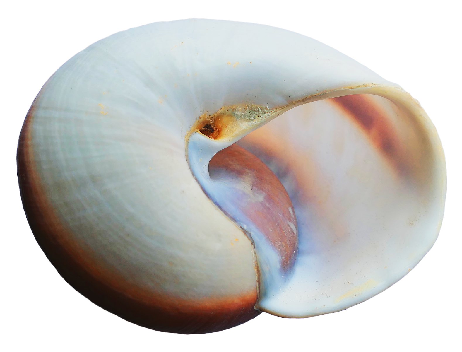 Pearlescent_ Nautilus_ Shell_ Closeup.png