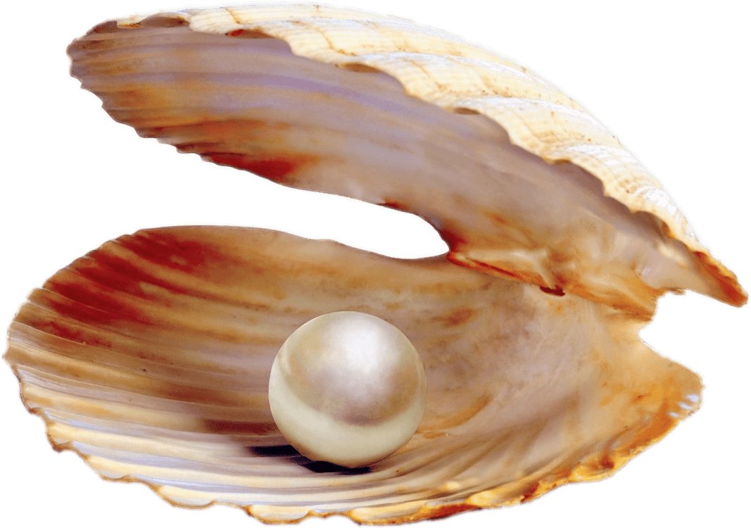 Pearlin Open Clam Shell