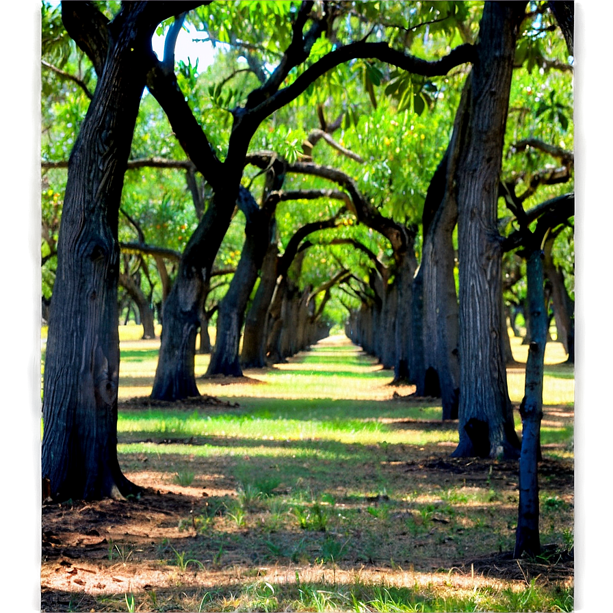 Pecan Orchards In Mississippi Png 06252024