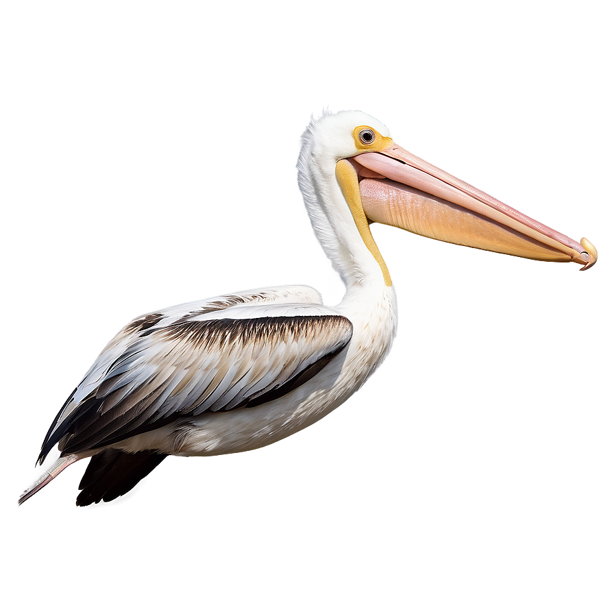 Pelican Flight At Dusk Png 7