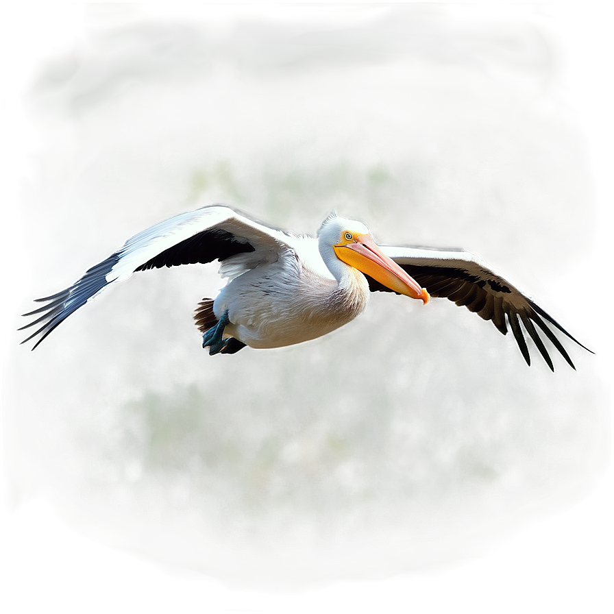 Pelican In Mid-flight Png Qjn