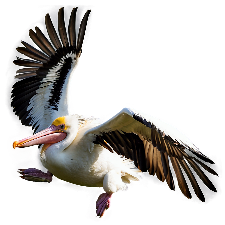 Pelican In Mid-flight Png Uoo74