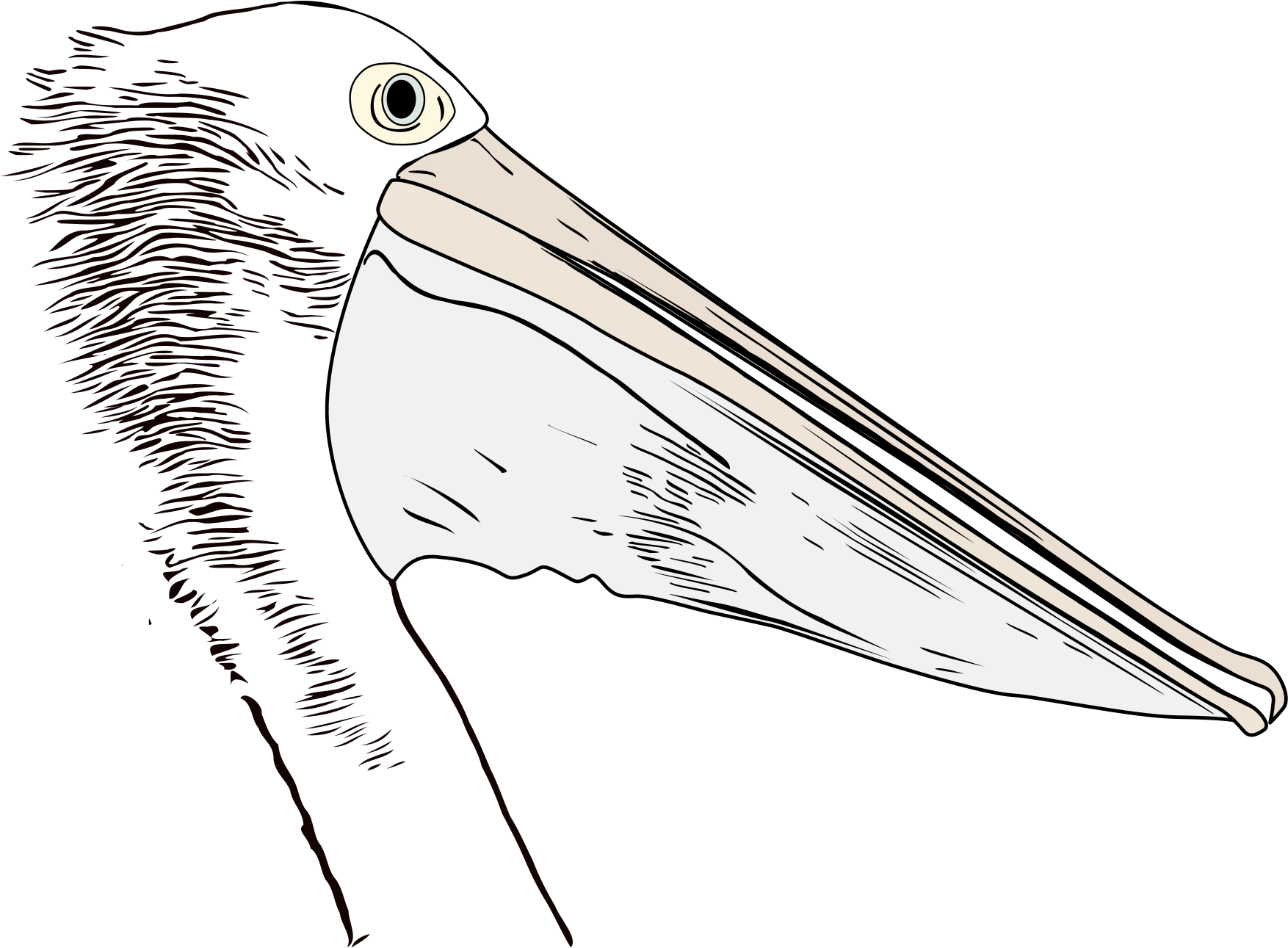 Pelican Profile Illustration