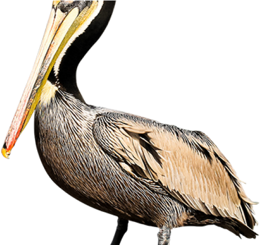 Pelican Profile Portrait