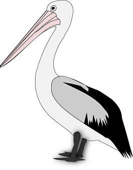 Pelican_ Vector_ Graphic