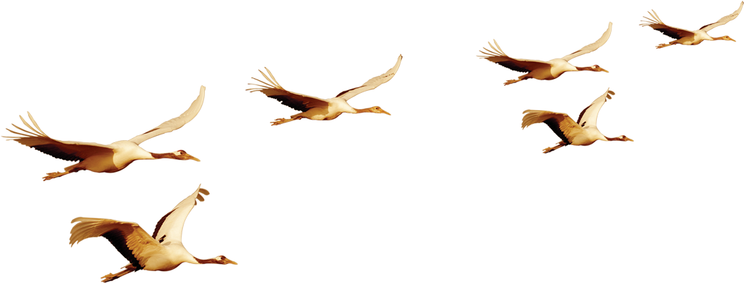 Pelicans_in_ Flight_ Formation