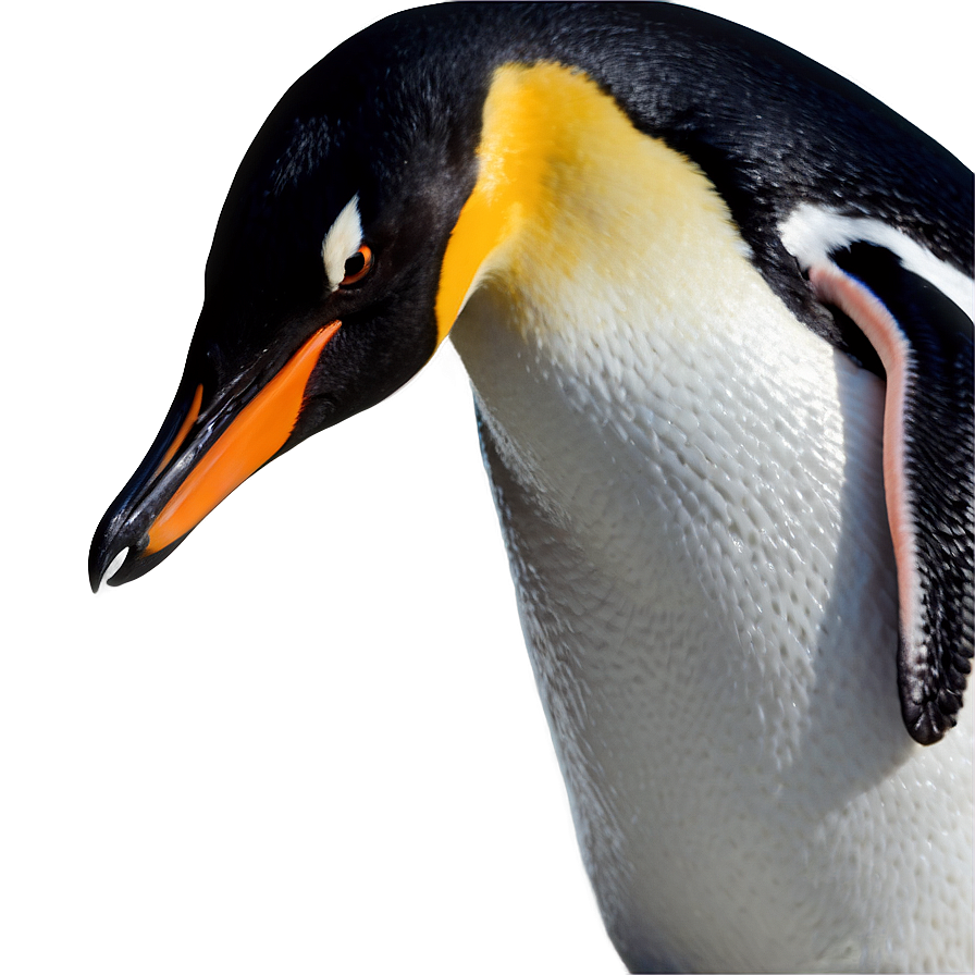 Penguin Bird Antarctic Png Gen