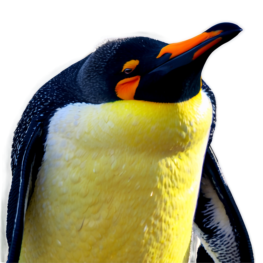 Penguin Outline Png Cfg63