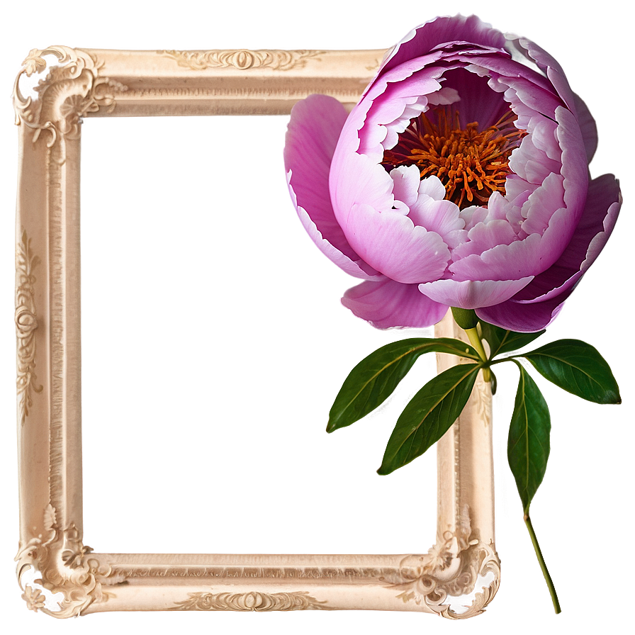 Peony Flower Frame Png 05252024