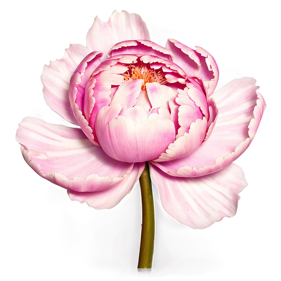 Peony Flower Outline Art Png Euu