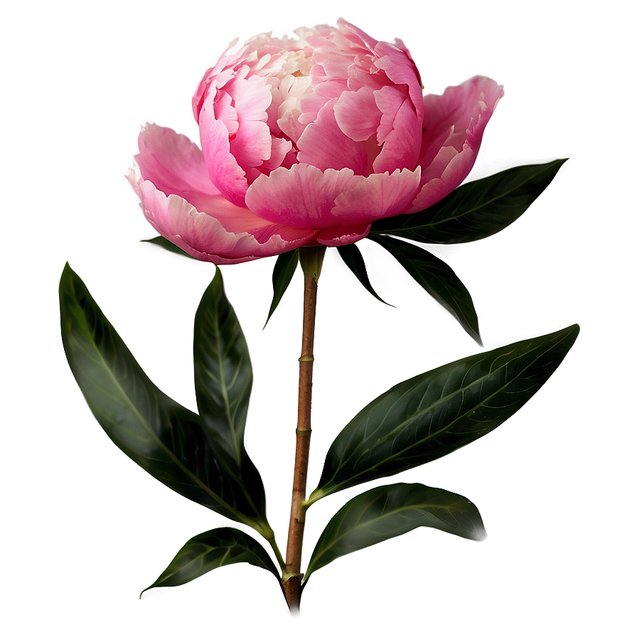 Peony Flower Transparent Png Bnv