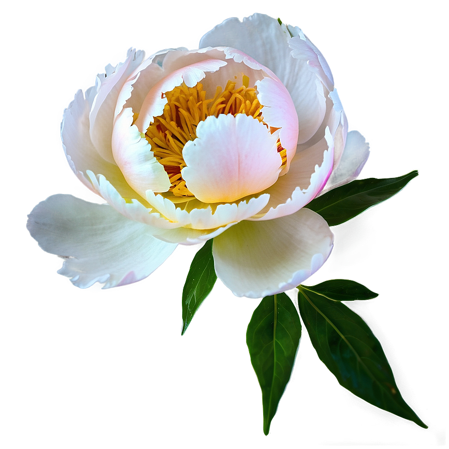 Peony Softness Png 76