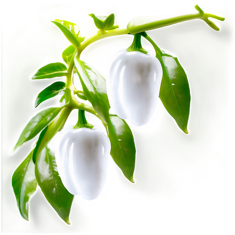 Pepper Plant Png 28